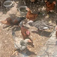 جوجه|حیوانات مزرعه|نورآباد ممسنی, |دیوار