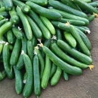 خیار نیشابوری اعلا