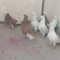 کفتر یا کبوتر