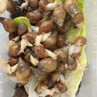 مناسب پرورش خاویار گیری زیبایی و درمانی پوست