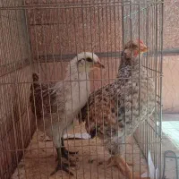 جوجه رسمی