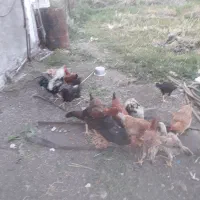 مرغ و خروس