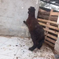شادگان