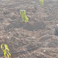 معاوضه زمین  با ساختمان در شهر بلداجی