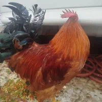 خروس محلی عربی