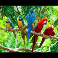طوطی ماکائو گلدن بلو ماکائو قرمز