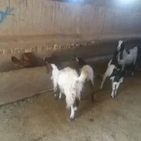بزافغان