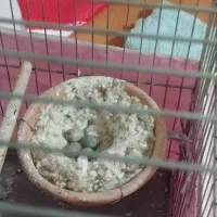 قناری مست و اماده