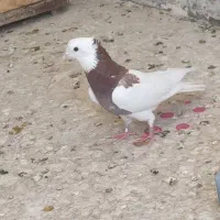 طوقی