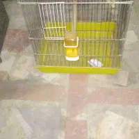 قفس  پرنده