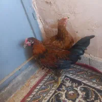 جوجه محلی ۶ماه