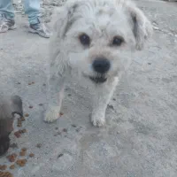 فرشته ی مهربون  بسیار سالم