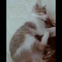 واگذاری رایگان گربه dsh