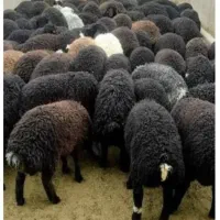 بره