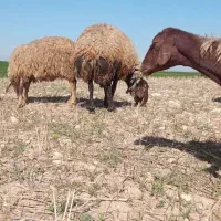 قوچ میش شیشک همو هترو