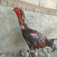 خروس لاری