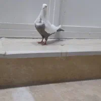 یک جفت دمبی