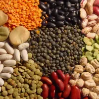 خرید و فروش گندم جو و حبوبات