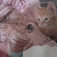 گربه