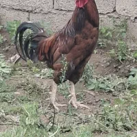 خروس پا بلند