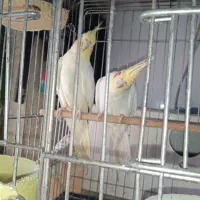 نروماده هلندی تضمینی