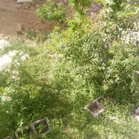 12قصب-زمین-بااب-وبرق-درقناتقستان