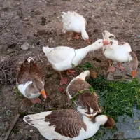 فروش  یک غاز نرو یک غاز ماده ۳میلیون