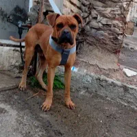 سگ باکسر