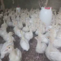 بوقلمون ۳۰ روزه