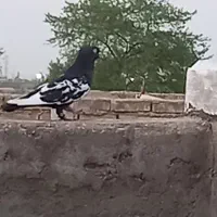 کفتر‌سینه‌‌واکسی