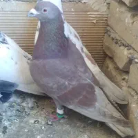 سه عدد کبوتر گرفتنی