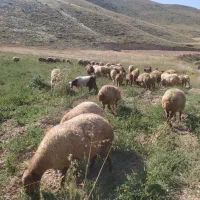 گوسفند