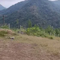 جنگل چهل چای روستای ده ناعلاج