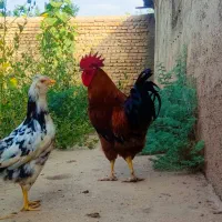 مرغ و خروس و جوجه گلین