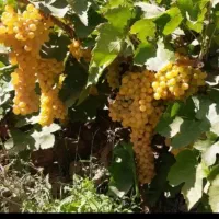 انگور بیدانه سفید چهار هکتار یکجا