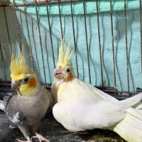 عروس هلندی نر وماده
