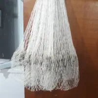 سالی (ماشک) ماهی سفید