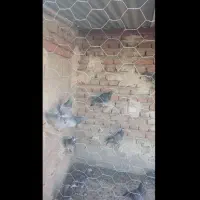 10عددجوجه مسافتی