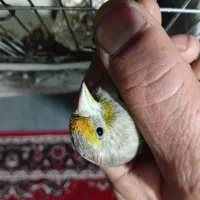 سهره قناری نر