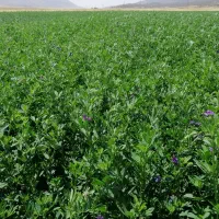 یونجه خالص برش 3آسمان آباد