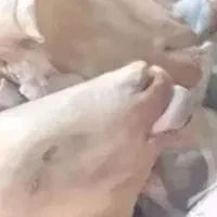 کله وپاچه پاک میکنم