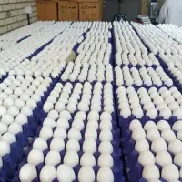 پخش عمده تخم مرغ