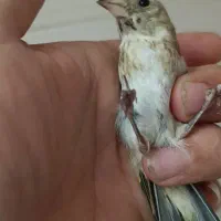 سهره عتیقه چونه سیاه نقطه سفید