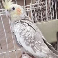 عروس هلندی  گل باقالی