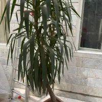 گیاه یوکا (نخل)
