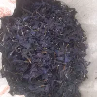 گل گاوزبان