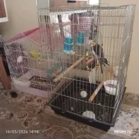 عروس هلندی نر و طوطی برزیلی