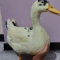 اردک