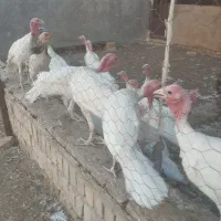 بوقلمون 4ماهه
