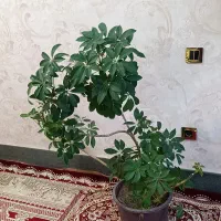 گل کنار سالنی